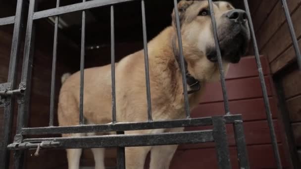 Câine Fără Adăpost Câine Bătrân Trist Adăpost Spatele Gardului — Videoclip de stoc