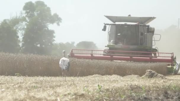 Шторм Шукає Їжу Полі Після Збирання Пшениці — стокове відео