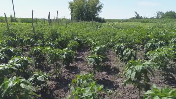 Green Plants Vegetables Farm Daytime — Stock Video