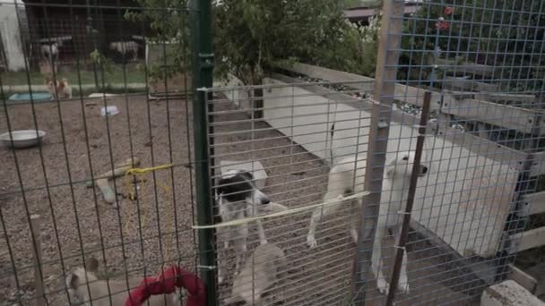 Obdachlose Hunde Tierheim Hinter Dem Zaun Hunde Warten Auf Adoption — Stockvideo