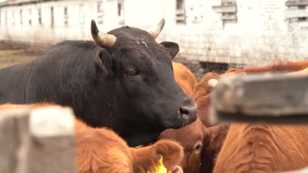Imágenes Lentas Vacas Limusinas Marrones Negras Granja — Vídeo de stock