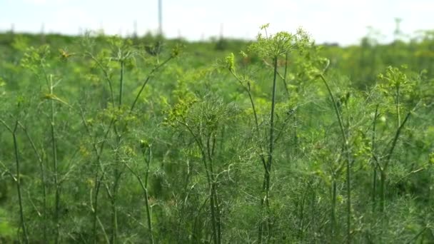 野菜農場における緑の植物の閉鎖 — ストック動画