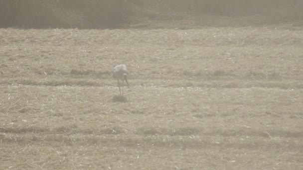 Stork Looking Meal Field Harvesting Wheat — Stock Video