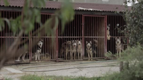 Obdachlose Hunde Tierheim Hinter Dem Zaun Hunde Warten Auf Adoption — Stockvideo