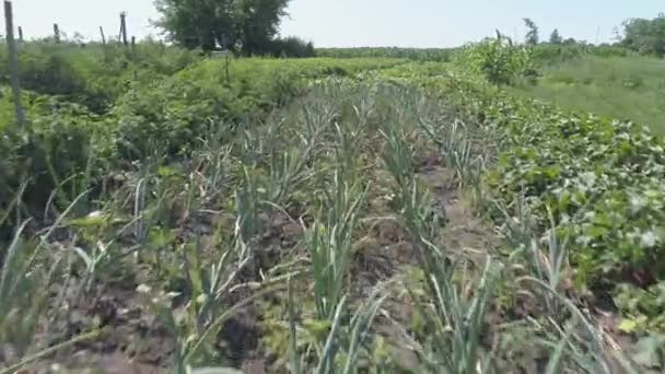 蔬菜农场在白天种植绿色植物 — 图库视频影像