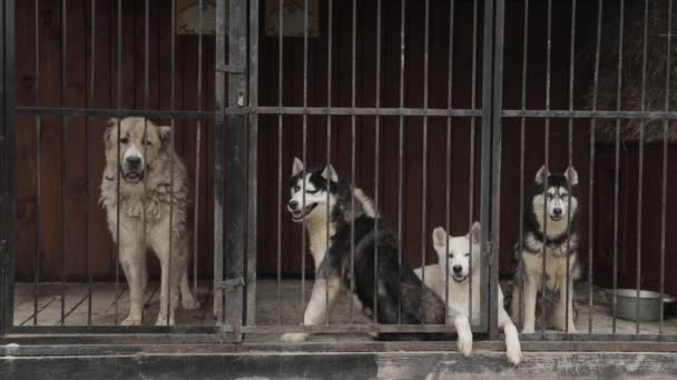 Безпритульні Собаки Притулку Парканом Собаки Чекають Прийняття Новий Будинок — стокове відео