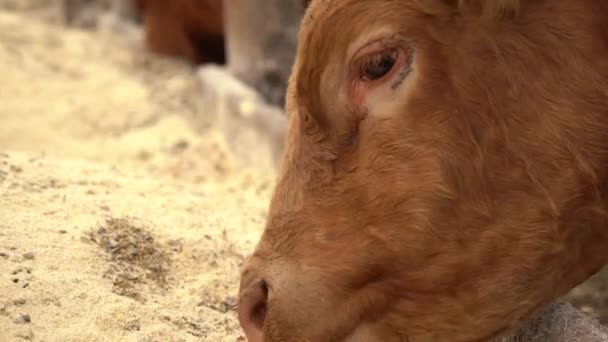 Langzame Beelden Van Het Voeren Van Koeien Boerderij — Stockvideo