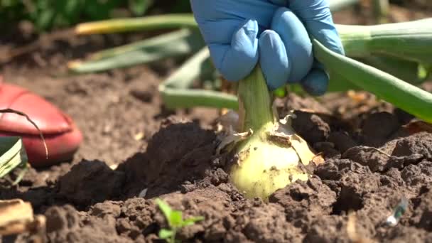 Zbliżenie Rąk Osób Zbierających Plony Farmie Warzyw — Wideo stockowe