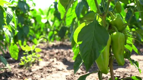 野菜農場の植物にピーマンの閉鎖 — ストック動画