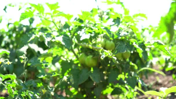 野菜農場の植物に緑のトマトの閉鎖 — ストック動画