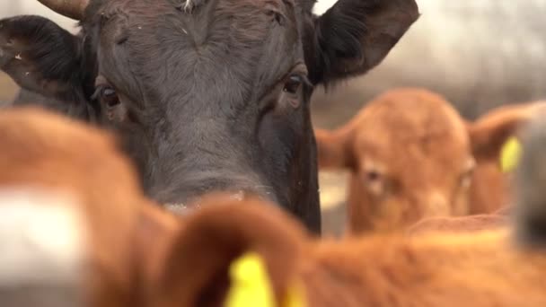 Imagens Lentas Black Bull Uma Fazenda Touros — Vídeo de Stock