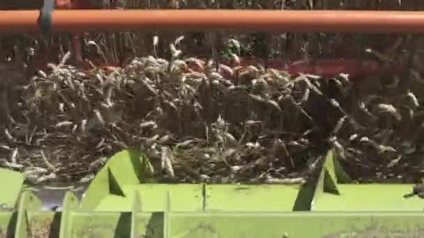 Медленное Движение Комбайновый Комбайн Закрывается Поле Пшеницы — стоковое видео