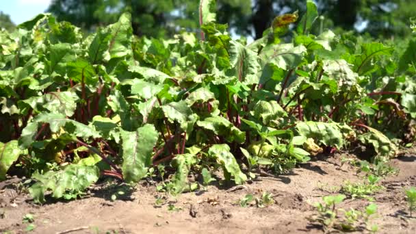 Primer Plano Las Plantas Verdes Granja Hortalizas — Vídeo de stock