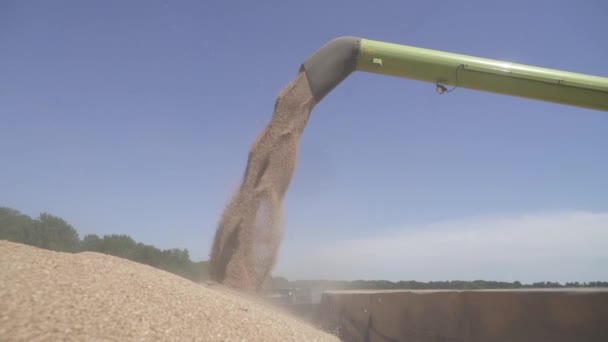 スローモーション 収穫はトラックトレーラーに集められた穀物を結合します — ストック動画