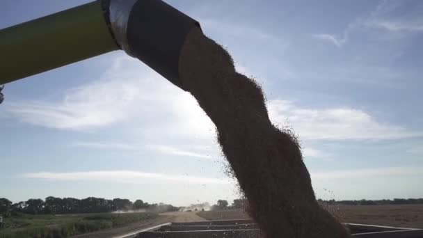 Oogsten Combineren Lading Verzameld Graan Vrachtwagen Aanhangwagen — Stockvideo