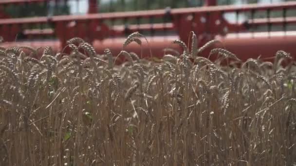 Praca Rolnictwie Kombajn Zbożowy Zbiera Pszenicę — Wideo stockowe