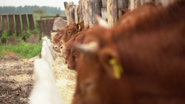 Imagens Lentas Vacas Alimentando Fazenda — Vídeo de Stock