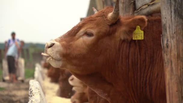 Imagens Lentas Vacas Alimentando Fazenda — Vídeo de Stock