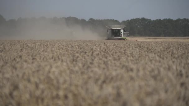 Trabalho Agrícola Combine Colheitadeira Reúne Cultura Trigo — Vídeo de Stock