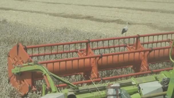 Медленное Движение Комбайновый Комбайн Закрывается Поле Пшеницы — стоковое видео