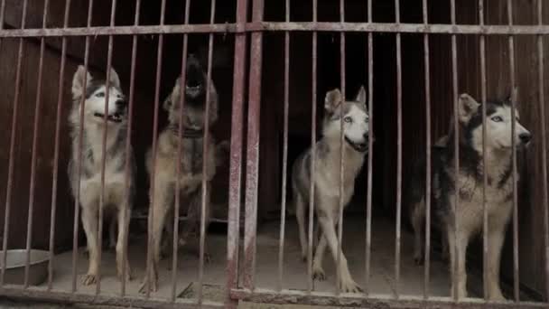 Cães Sem Abrigo Abrigados Atrás Cerca Cães Espera Serem Adoptados — Vídeo de Stock