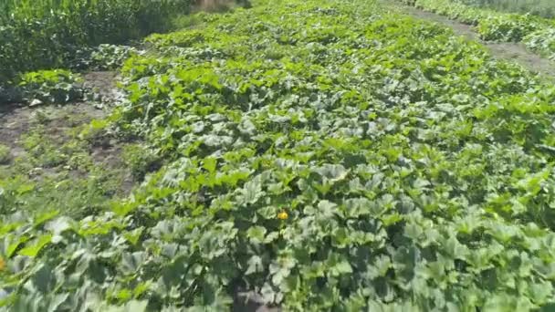Zielone Rośliny Farmie Warzyw Ciągu Dnia — Wideo stockowe