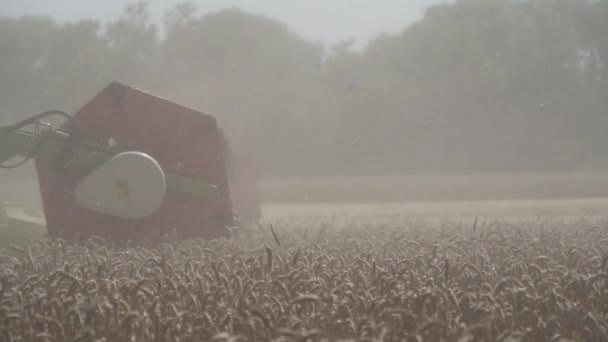 Trabajo Agrícola Combinar Cosechadora Recoge Cosecha Trigo — Vídeo de stock