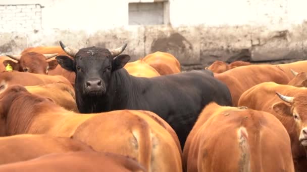 Pomalé Záběry Hnědé Černé Limuzíny Krav Farmě — Stock video