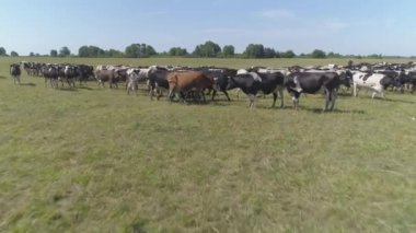 Otlayan inek sürüsünün havadaki yavaş görüntüleri. 