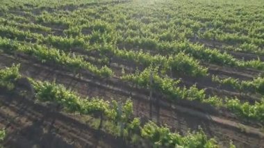 Üzüm bağının yavaş çekimleri