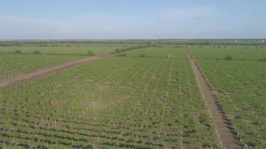 Üzüm bağlarının hava manzarasının yavaş görüntüleri. 