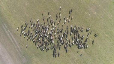 Otlayan inek sürüsünün havadaki yavaş görüntüleri. 