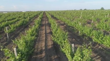 Üzüm bağının yavaş çekimleri