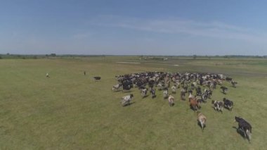 Otlayan inek sürüsünün havadaki yavaş görüntüleri. 