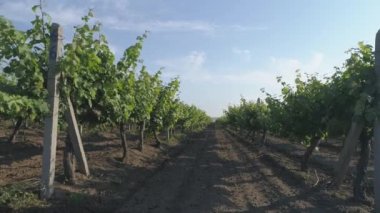 Üzüm bağının yavaş çekimleri