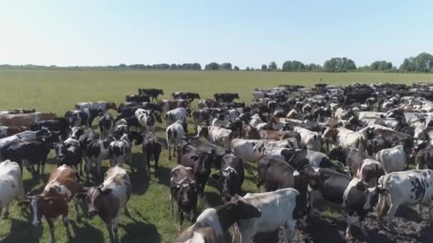 Aerial Slow Footage Grazing Herd Cows — Stock Video