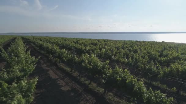 Images Lentes Vue Aérienne Champ Des Vignes — Video