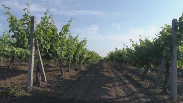 Images Lentes Des Rangs Vignoble — Video