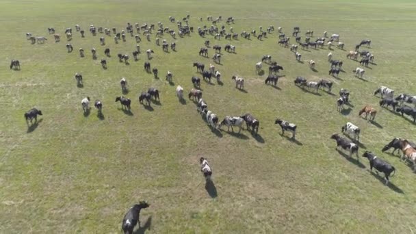 Aerial Slow Footage Grazing Herd Cows — Stock Video