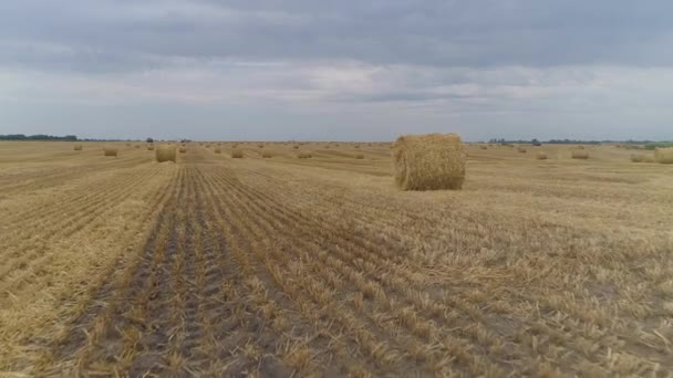 Аеродинамічний Повільний Знімок Поля Після Збирання Пшениці — стокове відео