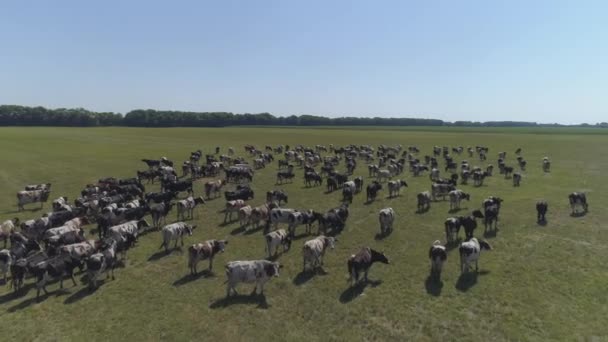 Aerial Slow Footage Grazing Herd Cows — Stock Video