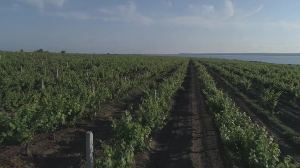 Images Lentes Vue Aérienne Champ Des Vignes — Video