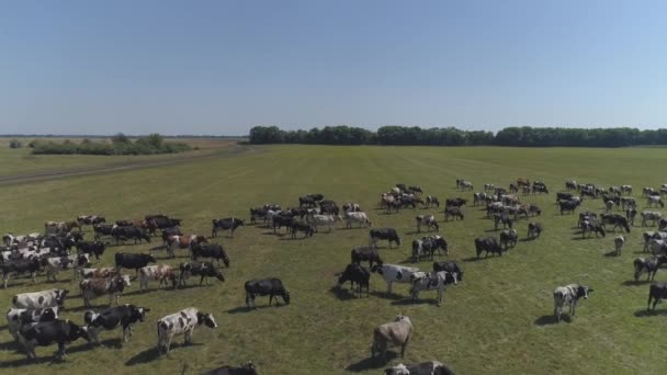 Riprese Aeree Lente Mandrie Vacche Pascolo — Video Stock