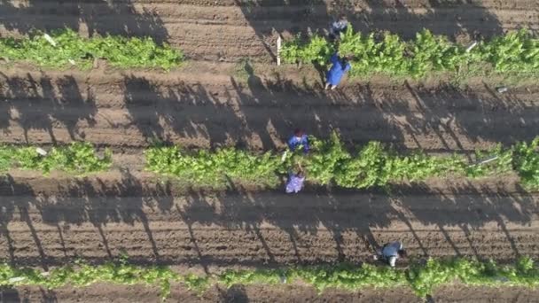 Images Lentes Rangées Vignes Avec Des Travailleurs — Video
