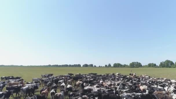 Langsame Luftaufnahmen Von Grasenden Kühen — Stockvideo