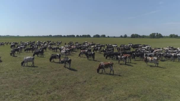 Imagens Aéreas Lentas Pastoreio Vacas — Vídeo de Stock