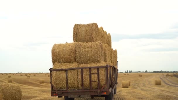ウクライナ 2020年8月25日 トラクターは収集し フィールドに藁ロールをロードします — ストック動画