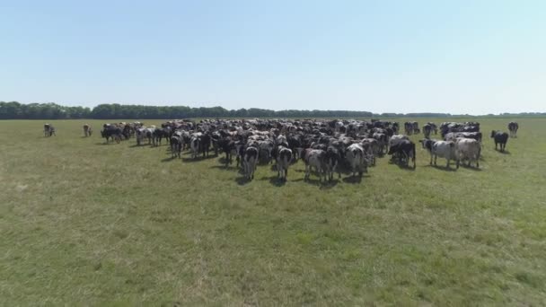 Aerial Slow Footage Grazing Herd Cows — Stock Video