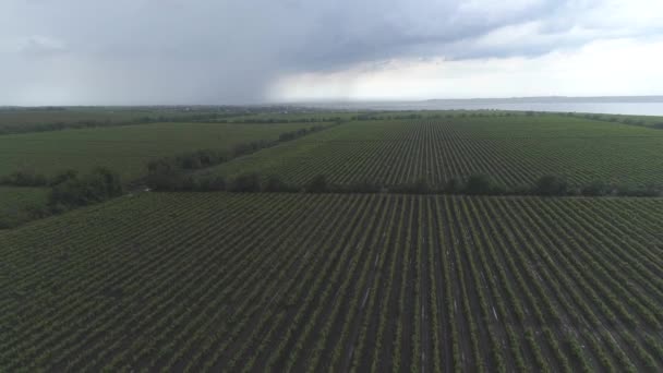 Slow Footage Aerial View Field Vineyards — Stock Video