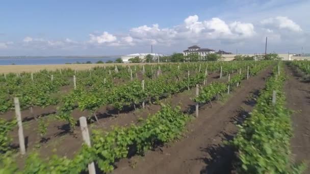 Images Lentes Des Rangs Vignoble — Video